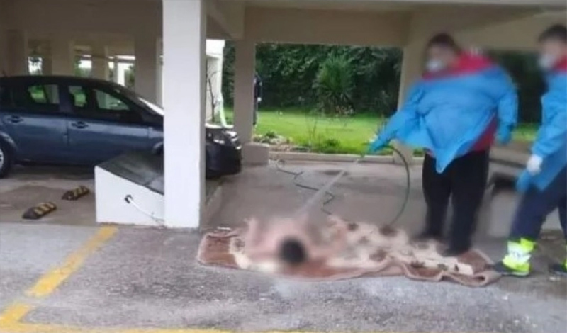 plenoun me lastixo 70 xroni