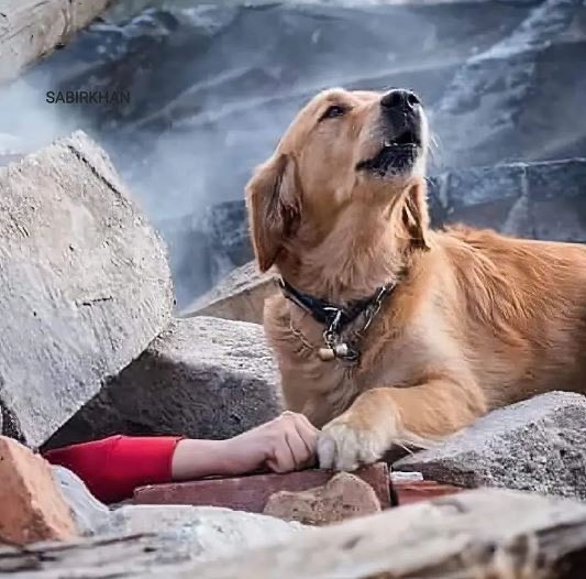 skylos syntrimia tourkia 1